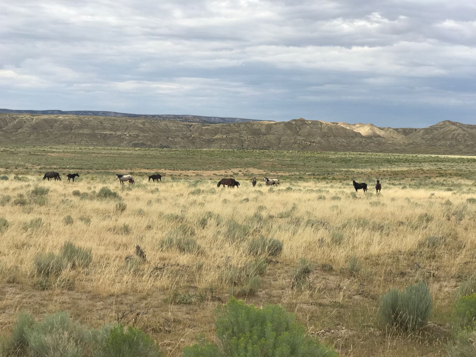 Wild horses grazing on open sagebrush rangeland under a wide sky in northwest Colorado.