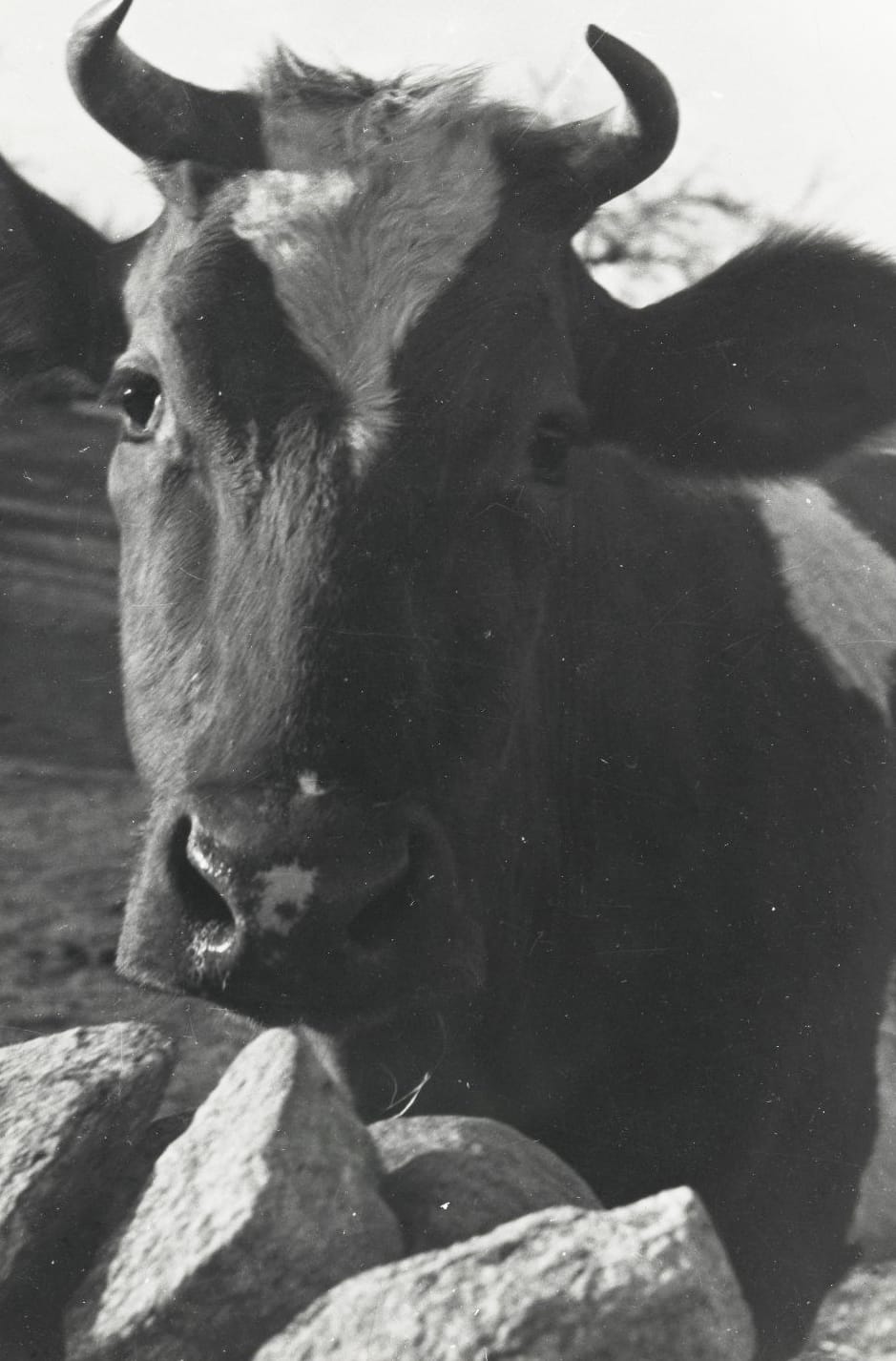 Human/Nature — view 8 of 11